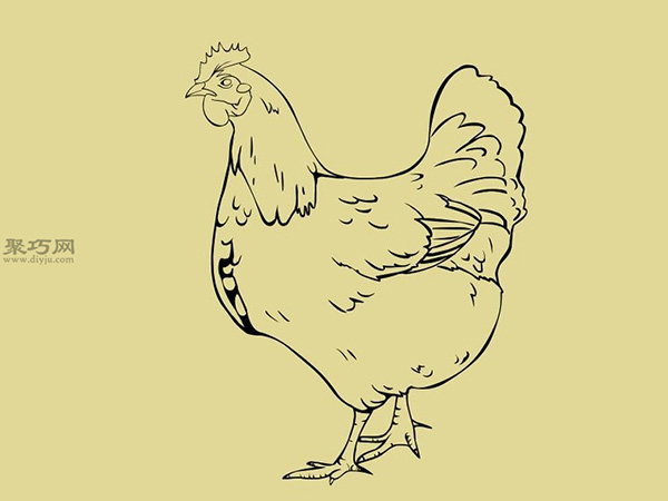 画简笔画公鸡的步骤 24