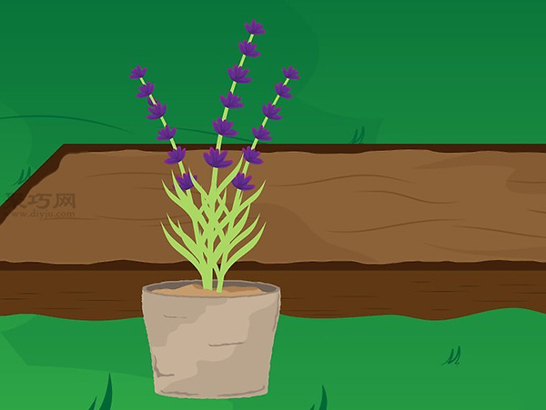如何种植薰衣草 教你种植薰衣草的方法