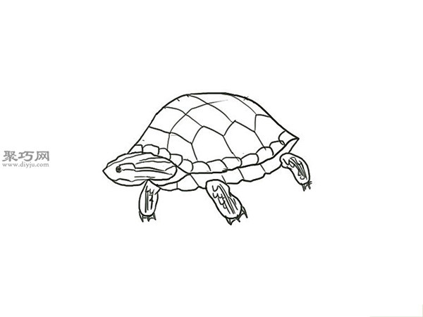 画绿色的乌龟画法教程 7