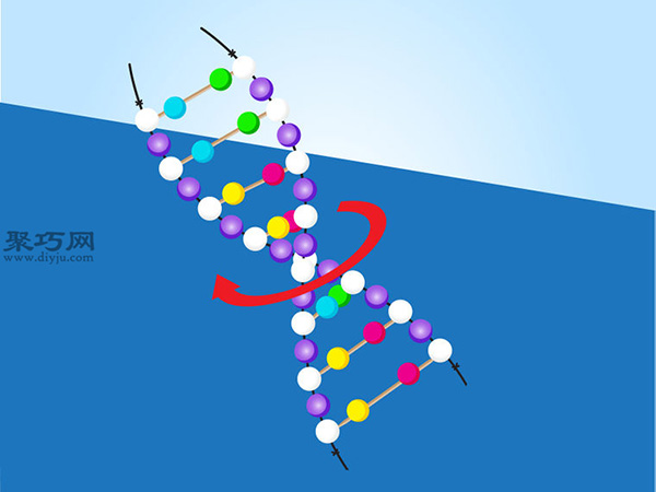 怎样做DNA模型 用泡沫塑料球做DNA模型图片教程