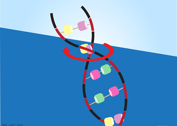 怎么样做DNA模型 8
