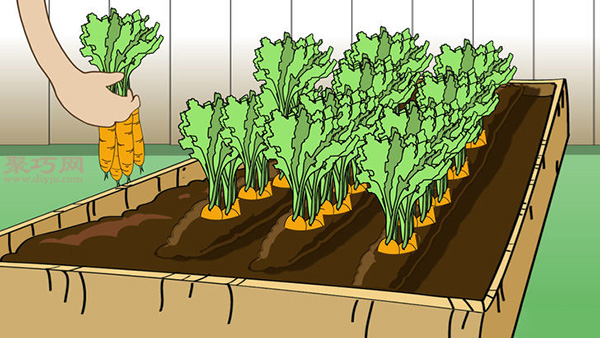 栽种胡萝卜图解教程 如何栽种胡萝卜
