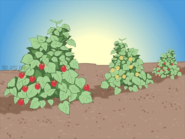 种植树莓步骤 13
