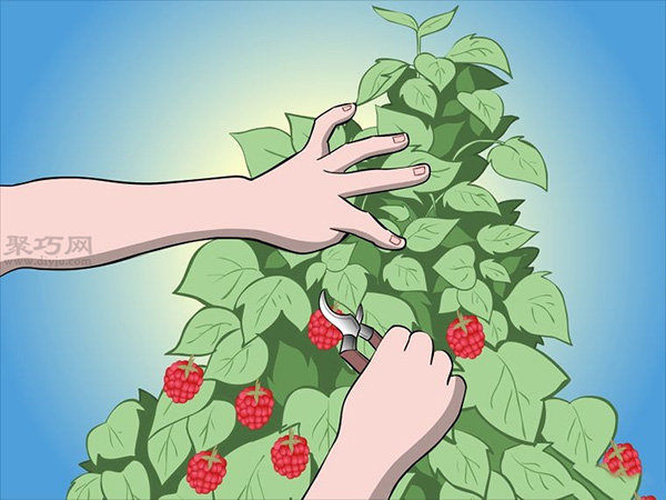 种植树莓步骤 19