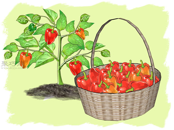 如何种辣椒 一起学种植辣椒教程