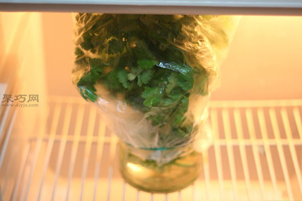 怎么样在冰箱里储存新鲜的香菜 5