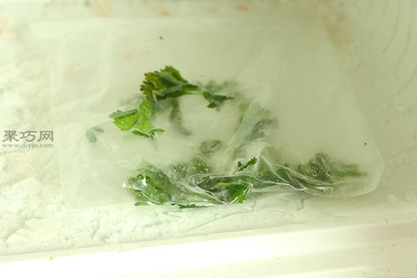 如何在冷冻室里存放新鲜香菜 12