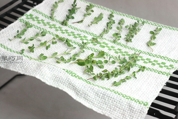 烹调植物的简易快速干燥法干燥草本植物教程图解 8