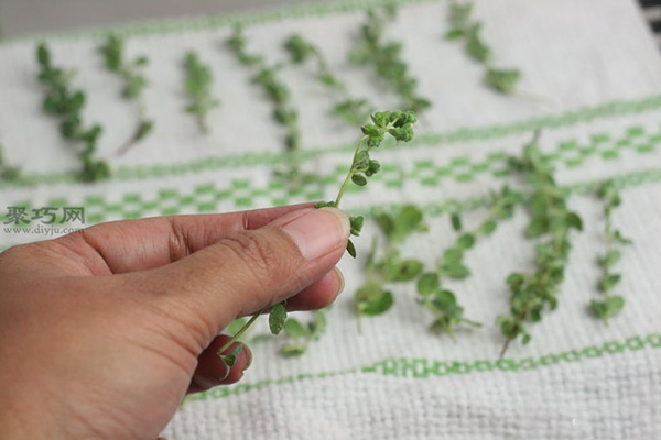烹调植物的简易快速干燥法干燥草本植物教程图解 9