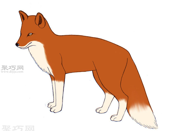 画写实的狐狸的步骤 19
