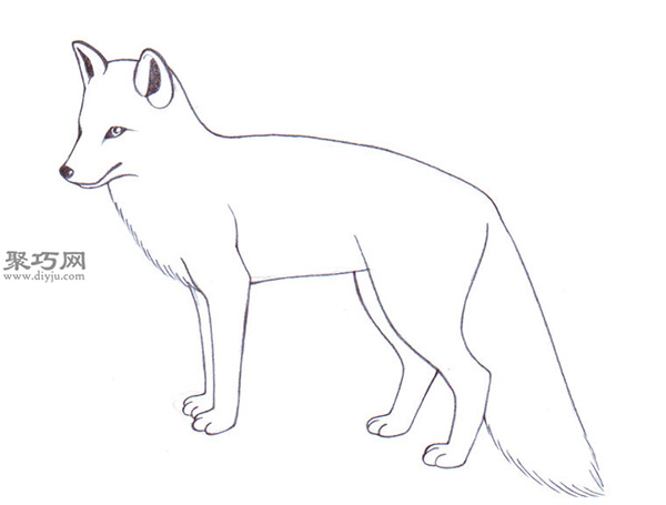 画写实的狐狸的步骤 一起学如何画狐狸