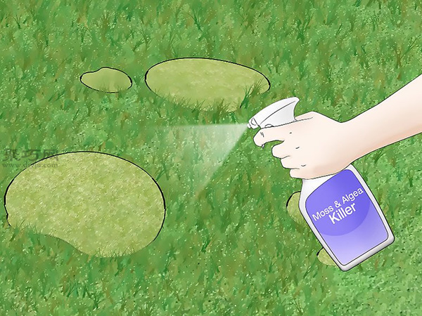 如何用物理化学法除苔藓 一起学除掉草坪苔藓教程