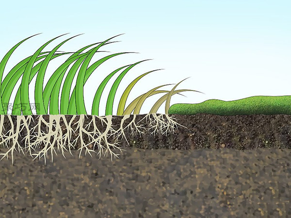 怎样减少适宜苔藓生长的条件 8