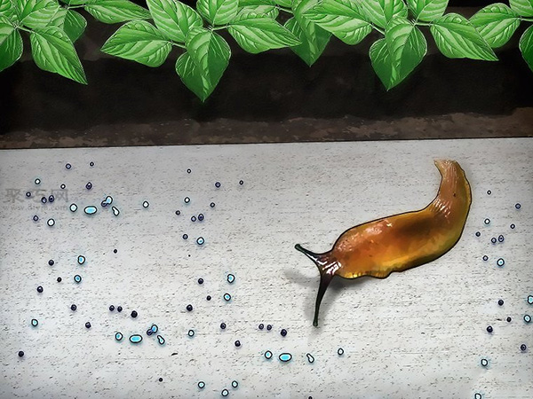 怎么样使用化学方法防治无壳蜗牛