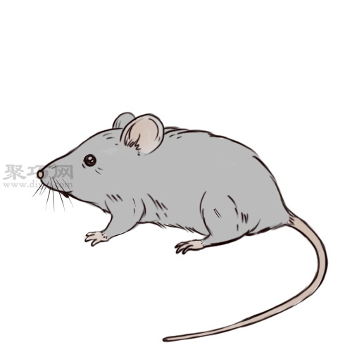 贴近现实的老鼠形象画法步骤 教你画老鼠画法