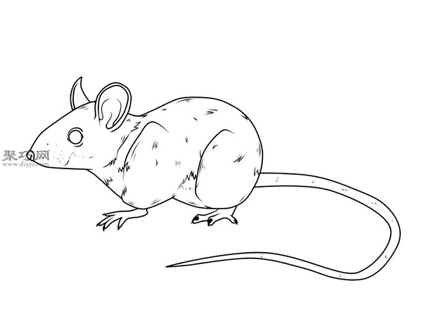 画传统老鼠的步骤 14