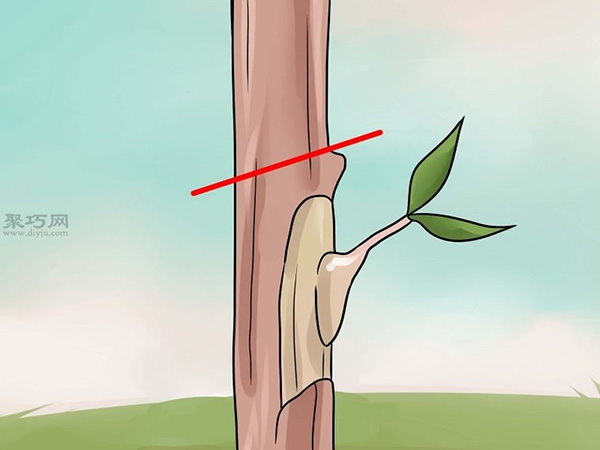 如何用芽接法嫁接树 来看嫁接树的方法