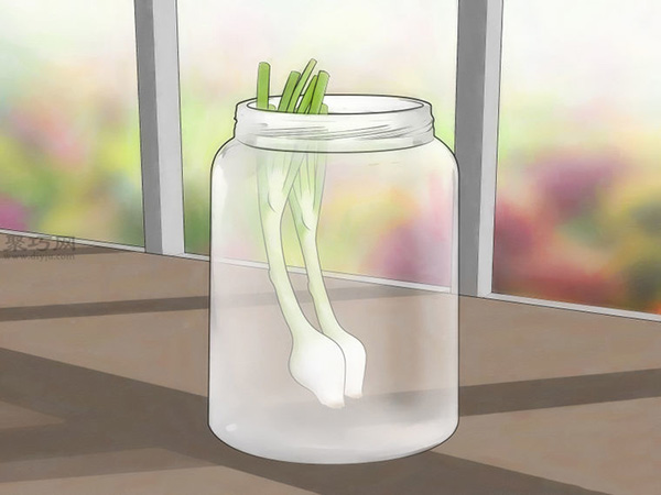 怎么在玻璃罐里种植葱 13