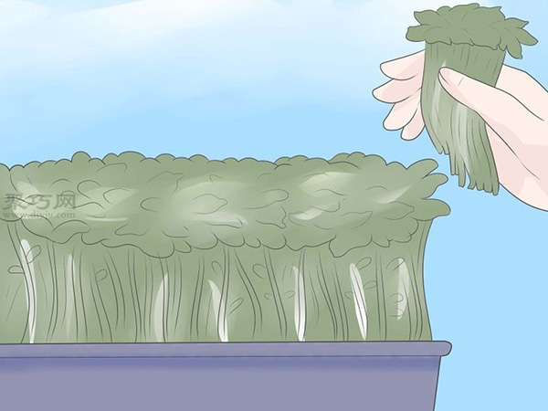 如何种植豌豆苗和沙拉植物 23