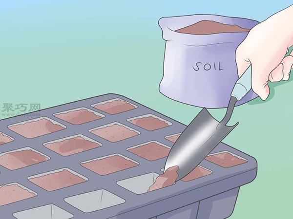 如何种植豌豆苗和沙拉植物 20