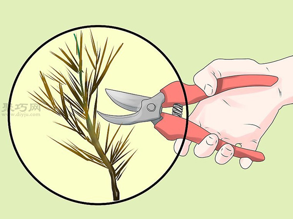 怎么培育松树幼株 教你培育松树的方法