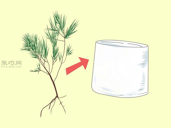 怎样培育松树 2