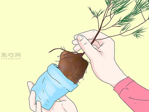 怎样培育松树 5