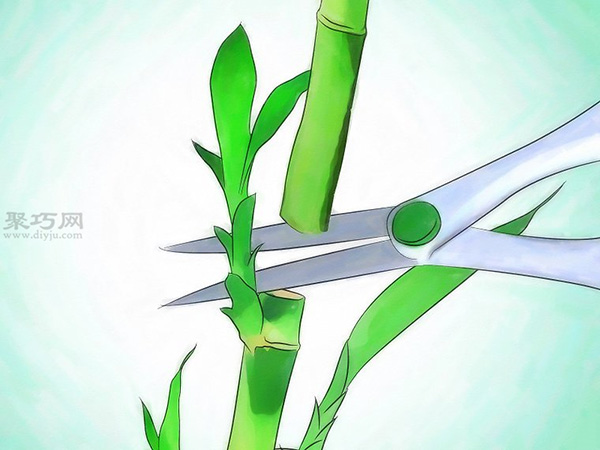 怎么样养护富贵竹 栽种富贵竹教程图解