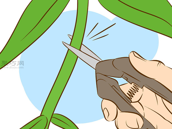 栽种甜石竹图片教程 怎么样栽种甜石竹