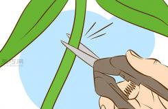 栽种甜石竹图片教程 怎么样栽种甜石竹