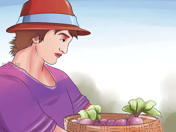 栽种甜菜方法 9