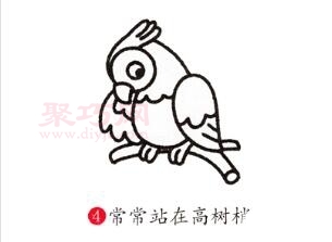 鹦鹉画法第4步