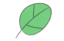 四步怎么画树叶 树叶简笔画教程