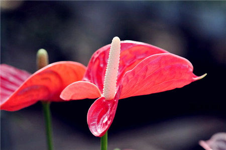 红掌花有什么含义？红掌花的花语是什么？