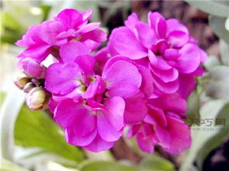 紫罗兰别称是什么？紫罗兰花语是什么？