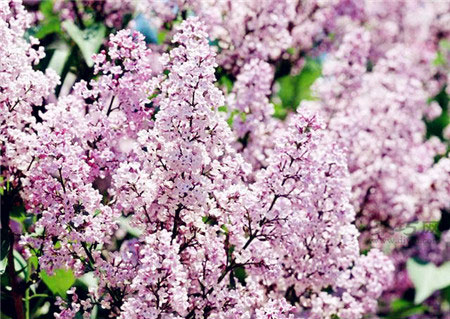 紫丁香花花语是什么？丁香花花语大全