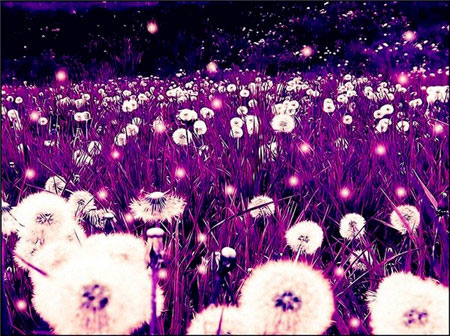 紫色蒲公英的花语是什么？各种颜色蒲公英的花语