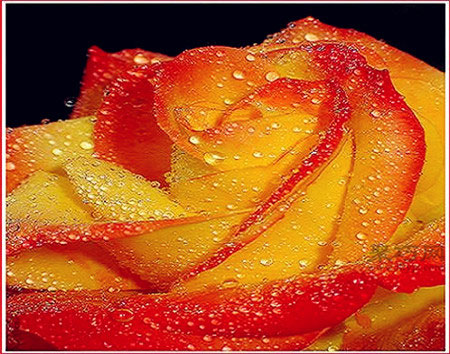 橙玫瑰花语是什么？橙玫瑰代表什么意思？