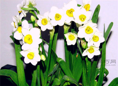 关于水仙花的四种传说 西方希腊神话中水仙花传说大全