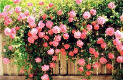 蔷薇花语是什么？不同颜色蔷薇花花语大全