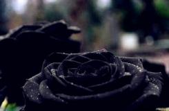 黑玫瑰花语是什么？黑玫瑰多少钱一支？