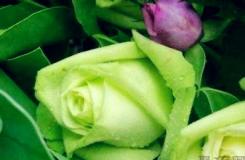 绿玫瑰花语是什么？绿玫瑰是什么含义？