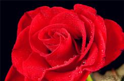 情人节送玫瑰花的含义 情人节送几朵玫瑰好