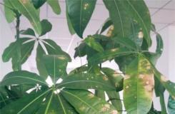 发财树生叶斑病的原因及预防治疗方法