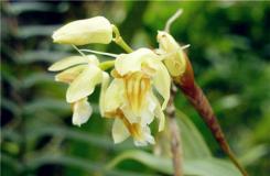 多肉植物黄绿贝母兰的养殖方法及繁殖方法