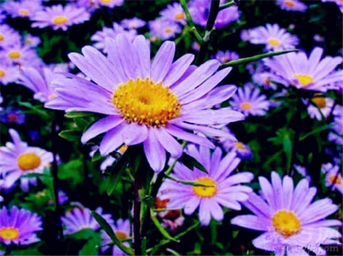 10月12日生日花 紫苑紫苑花语 聚巧网