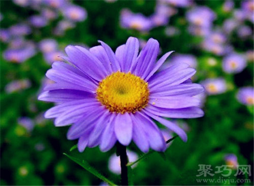 10月23日生日花：紫苑花 紫苑花花语