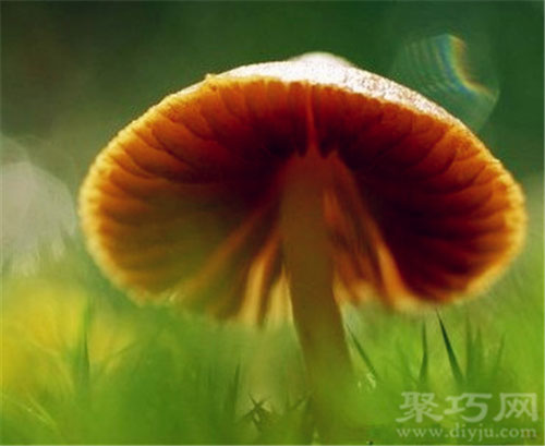 10月30日生日花：蘑菇 蘑菇花语