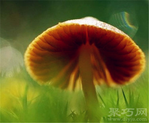 10月9日生日花蘑菇