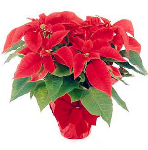 12月25日生日花 圣诞红圣诞红花语 聚巧网